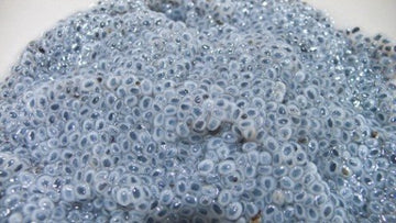 A - Z Direct 100G | Basil Seeds, Thai Holy Basil Seeds, Tukmaria, Sabja, Sweet Basil Seeds Hair Skin Ayurveda Faluda Falooda She