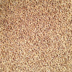 Grain Place Foods Organic Hulled Barley, Non-GMO, 2 lb Bag - Made in the USA, Healthy Whole Grain, Perfect for Cooking and Baking