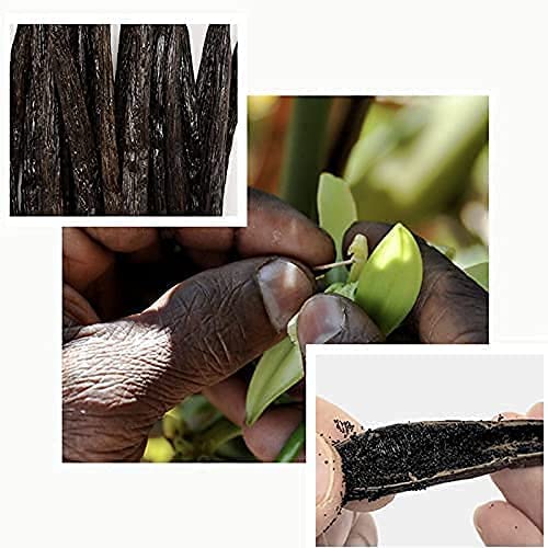10 Madagascar Vanilla Beans-Whole Pods Grade A For Vanilla Extract And Homemade Baking 4''-6''(Pack Of 1)