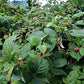MONTEREY BAY HERB CO Organic Raspberry Leaf Cut & Sifted Tea – 1 LB Bag, 100% Natural, Kosher Berries (Rubus idaeus)