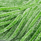 Fruidles Licorice Laces, Long Shoestring Candy Straws, Soft Chewy, Gelatin-Free, Party Favor (Sour Green Apple Laces, 2 Pounds)