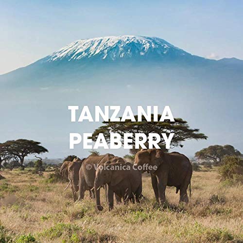 Tanzania Peaberry Coffee, Mount Kilimanjaro, Whole Bean, Fresh Roasted, Kosher, 16-Ounce