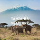 Tanzania Peaberry Coffee, Mount Kilimanjaro, Ground, Fresh Roasted, 16-Ounce