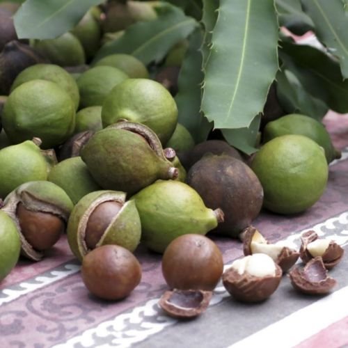 Macadamia Nuts - In Shell (Whole) (2 Lb)