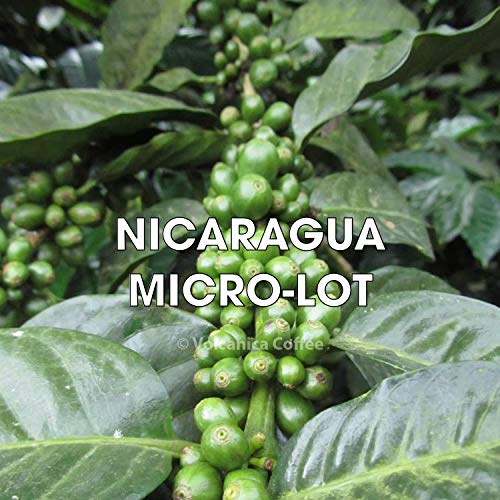 Nicaragua Coffee, Jinotega, Whole Bean, Fresh Roasted, 5 Lbs
