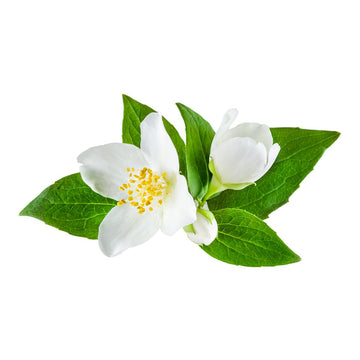 OliveNation Jasmine Flavor Extract, TTB-Approved for Brewing, Light Floral Flavoring for Ice Cream, Dressing, Beverages, Baked G