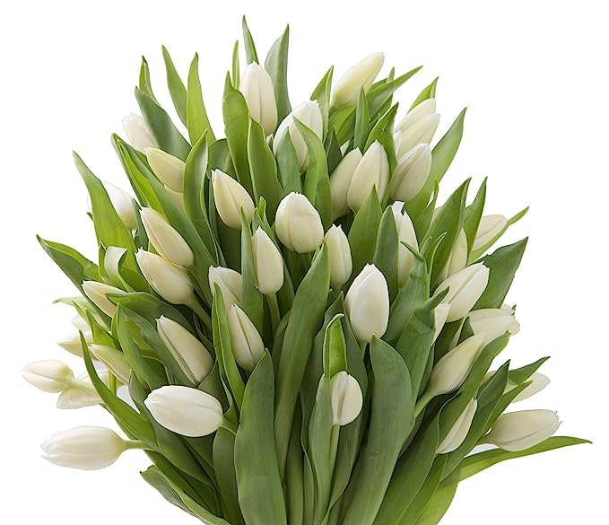 Kabloom Flowers -Valentine'S Day Collection - 30 White Tulips, Gift For Birthday, Sympathy, Anniversary, Get Well, Thank You, Va