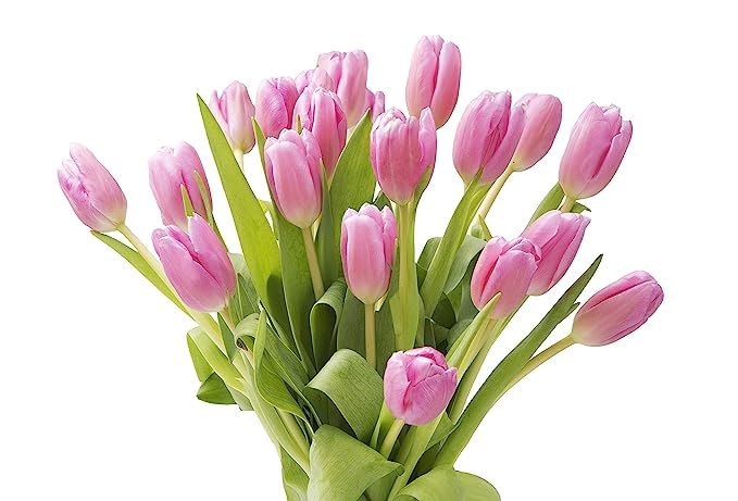 Kabloom Flowers - Mother'S Day Collection - 10 Pink Tulips Without Vase, Gift For Birthday, Sympathy, Anniversary, Get Well, Tha