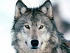 Grey Wolf Edible Icing Image Cake Topper For 1/4 Sheet Cake