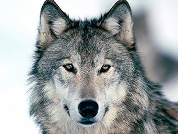 Grey Wolf Edible Icing Image Cake Topper For 1/4 Sheet Cake