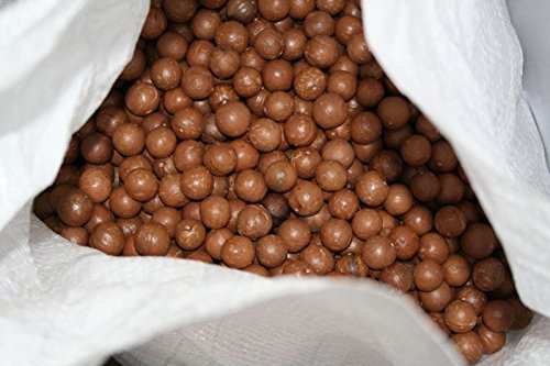 Macadamia Nuts - In Shell (Whole) (2 Lb)