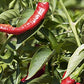 REY DE LA VERA Hot Pimenton Paprika, 2.6 Ounce, Pack of 1
