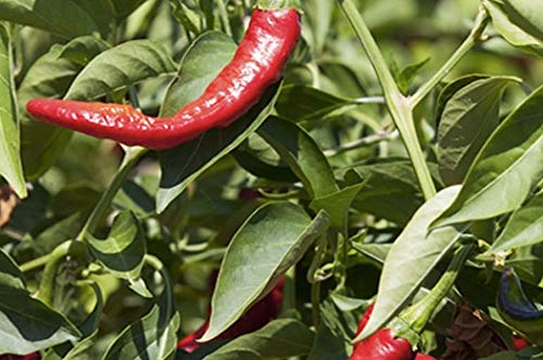 REY DE LA VERA Hot Pimenton Paprika, 2.6 Ounce, Pack of 1