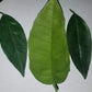 Fresh Orange Leaves - 30 Leaves