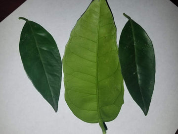 Fresh Orange Leaves - 30 Leaves