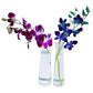 Sunne Tropical Orchidclub Usa Fresh Cut Flowers Dendrobium Orchids (10 Stems Blue & Purple)