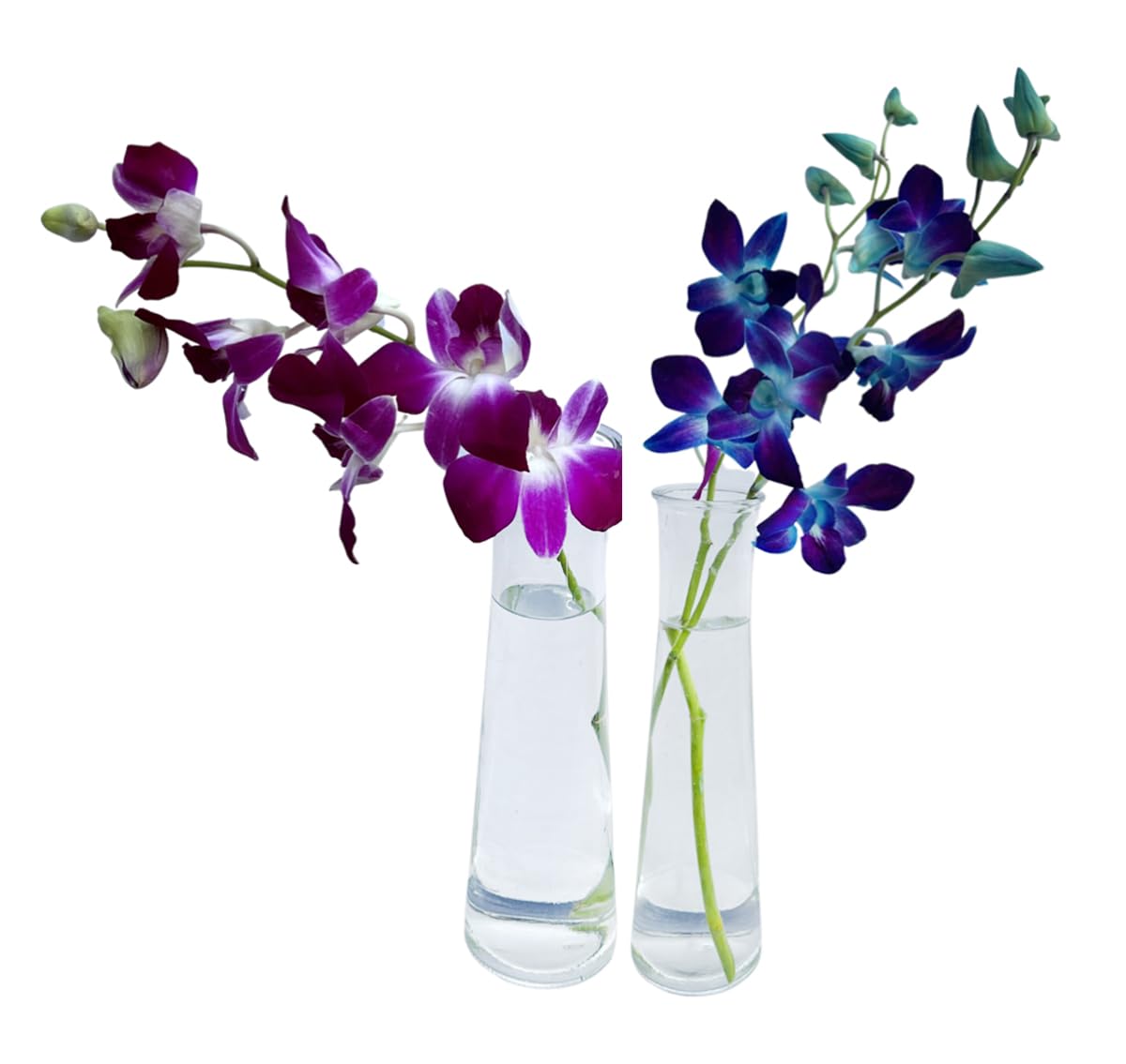 Sunne Tropical Orchidclub Usa Fresh Cut Flowers Dendrobium Orchids (10 Stems Blue & Purple)