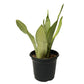 Silver Snake Plant - 3 Live Plants In 4 Inch Growers Pot - Sansevieria Trifasciata 'Moonshine' - Beautiful And Elegant Easy Care