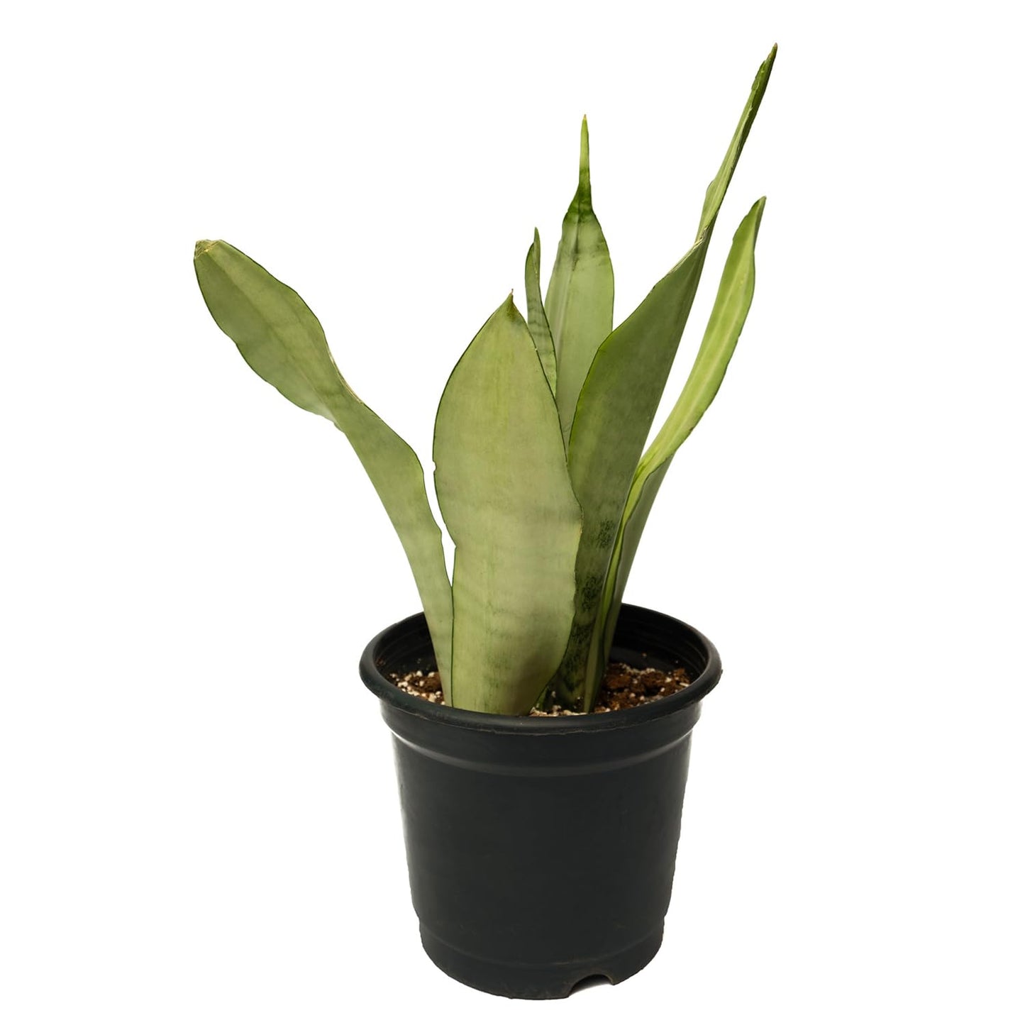 Silver Snake Plant - Live Plant In A 4 Inch Growers Pot - Sansevieria Trifasciata 'Moonshine' - Beautiful And Elegant Easy Care