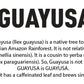 PACHA Guayusa Tea Bags | 100 Count | 2.5g Each | High Natural Caffeine | Clean Energy Tea
