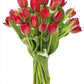 KaBloom Flowers - Bloomia collection - 15 Red Tulips Without Vase - Gift for Birthday, Sympathy, Anniversary, Get Well, Thank Yo