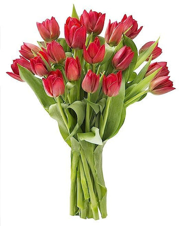 KaBloom Flowers - Bloomia collection - 15 Red Tulips Without Vase - Gift for Birthday, Sympathy, Anniversary, Get Well, Thank Yo