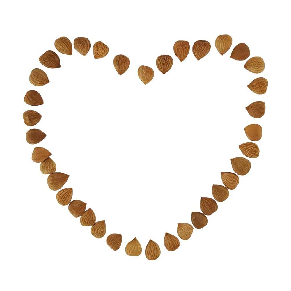 Natural Raw Bitter Apricot Kernels 16oz  Organic USDA Certified Bitter Apricot Seeds 1LB