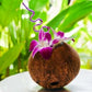 Sunne Tropical Fresh Orchid Loose Bloom Flowers 100 PURPLE for DIY Lei and Decorations