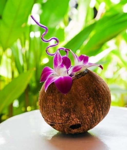 Sunne Tropical Fresh Orchid Loose Bloom Flowers 100 PURPLE for DIY Lei and Decorations