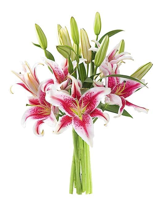 KaBloom PRIME NEXT DAY DELIVERY - Fall Collection - Barbie Pink Lily: Bouquet of 5 Fresh Pink Stargazer Lily . Gift for Birthday