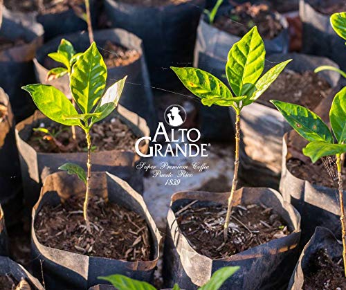 Alto Grande Super Premium Ground Coffee 100 Percent Arabica Medium-Dark Roast, Bagged, 6 Ounce (Pack Of 1)