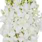 Kabloom Flowers -Valentines Day Collection - 20 White Orchid Without Vase, Gift For Birthday, Sympathy, Anniversary, Get Well, Thank You, Valentine, Mother’S Day Fresh Flowers