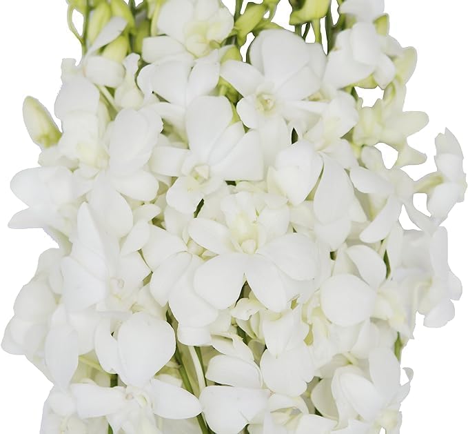 Kabloom Flowers -Valentines Day Collection - 20 White Orchid Without Vase, Gift For Birthday, Sympathy, Anniversary, Get Well, Thank You, Valentine, Mother’S Day Fresh Flowers