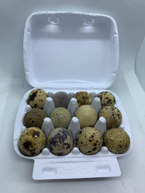 Fresh Quail Eggs(24)