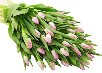KaBloom Flowers -Valentine's Day Collection - 30 Pink Tulips, Gift for Birthday, Sympathy, Anniversary, Get Well, Thank You, Val