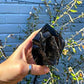 Zenkeeper 1Lb Black Obsidian Crystal Rocks Raw Stones For Tumbling, Black Obsidian Crystals Bulk Rough Gemstone For Jewelry Maki