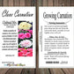 Myseedsco Big Pack - Clove Carnation Seed (5,000 Seeds) - Dianthus Caryophyllus Chabaud Mix - Edible Flower Seeds (Big Pack - Cl