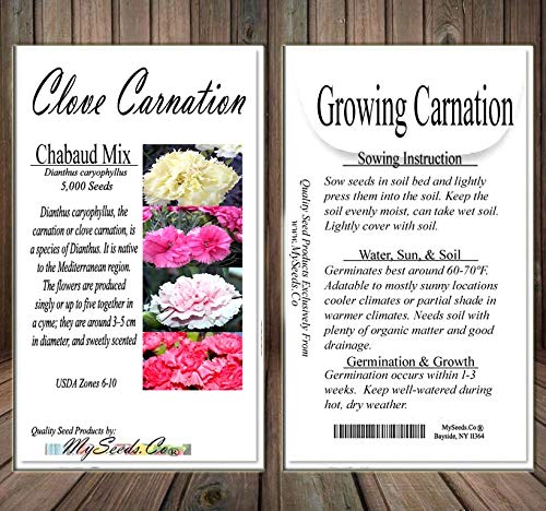 Myseedsco Big Pack - Clove Carnation Seed (5,000 Seeds) - Dianthus Caryophyllus Chabaud Mix - Edible Flower Seeds (Big Pack - Cl