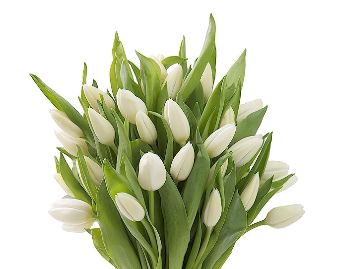 Kabloom Flowers -Valentine'S Day Collection - 20 White Tulips Without Vase, Gift For Birthday, Sympathy, Anniversary, Get Well,