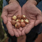 US Organic Macadamia Nut Oil, Unrefined Virgin, Cold Pressed, 2 Fl Oz, Golden Yellow, Amber Glass Bottle with Dropper
