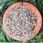 Food To Live - Dill Seeds Whole, 8 Ounces Kosher, Raw, Vegan, Bulk
