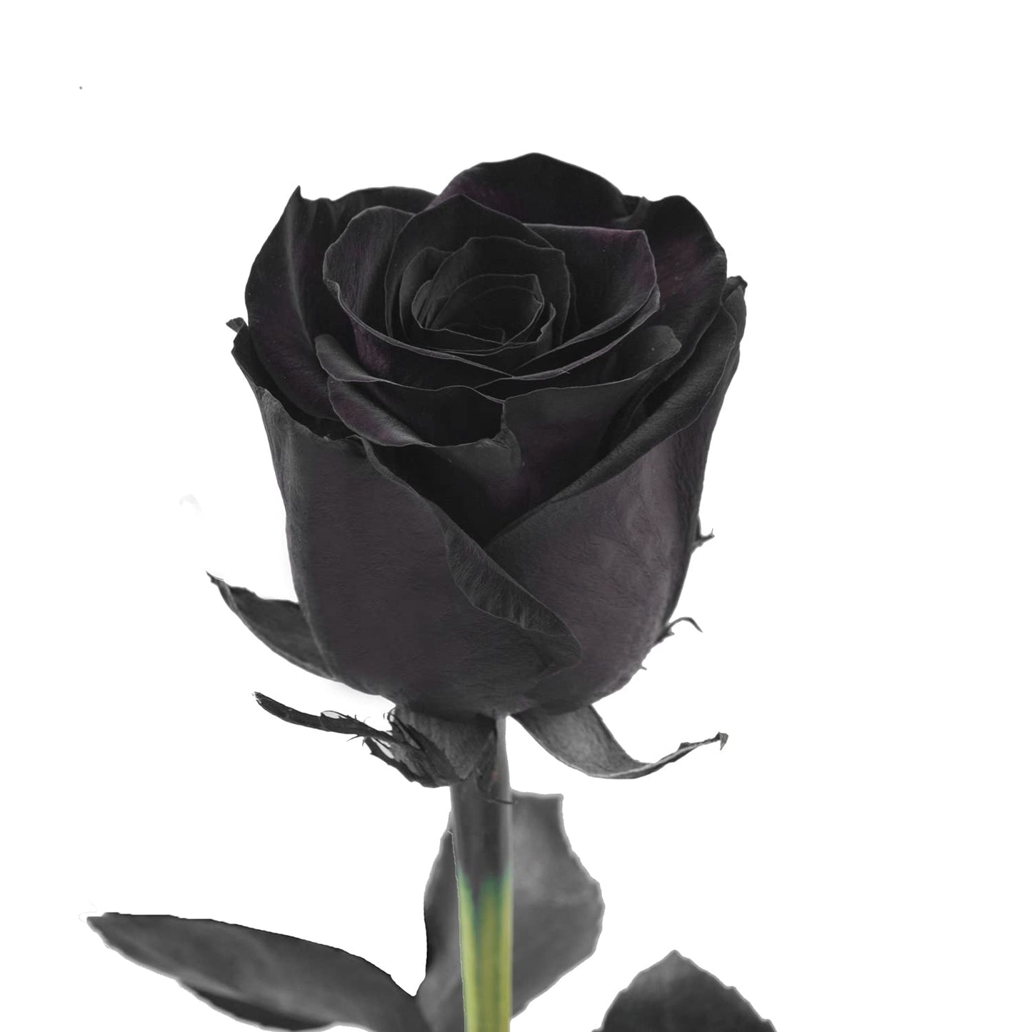 Bloomingmore | Fresh Cut Flowers | Natural Tinted Black Roses | 75 Stems - 20 in | Home, Office, Wedding Decor, DIY, Party Event
