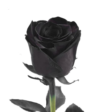 Bloomingmore | Fresh Cut Flowers | Natural Tinted Black Roses | 75 Stems - 20 in | Home, Office, Wedding Decor, DIY, Party Event