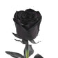 Bloomingmore | Fresh Cut Flowers | Black Roses | 50 Stems - 20 in | Home, Office, Wedding Decor, DIY, Party Event, Housewarming,