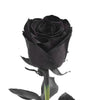 Bloomingmore | Fresh Cut Flowers | Black Roses | 50 Stems - 20 in | Home, Office, Wedding Decor, DIY, Party Event, Housewarming,
