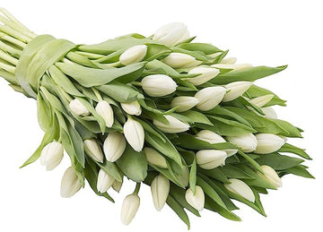 KaBloom Flowers -Valentine's Day Collection - 30 White Tulips, Gift for Birthday, Sympathy, Anniversary, Get Well, Thank You, Va