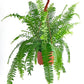 Shop Succulents Queen Fern Plant, Hanging Live Indoor Plant, Easy Care Hanging Trailing Houseplant In Nursery Pot, Air Purifying