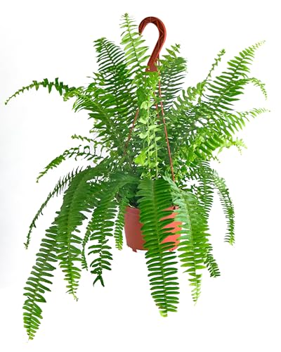 Shop Succulents Queen Fern Plant, Hanging Live Indoor Plant, Easy Care Hanging Trailing Houseplant In Nursery Pot, Air Purifying