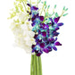 KaBloom Flowers -Valentine's Day Collection - 10 Blue and 10 White Orchid without vase, Gift for Birthday, Sympathy, Anniversary