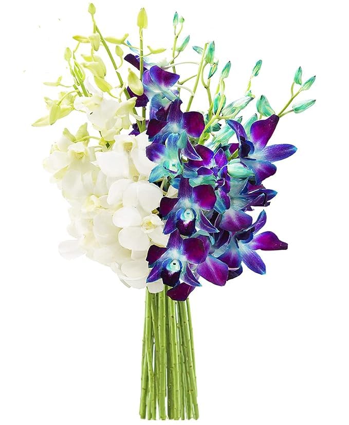 KaBloom Flowers -Valentine's Day Collection - 10 Blue and 10 White Orchid without vase, Gift for Birthday, Sympathy, Anniversary